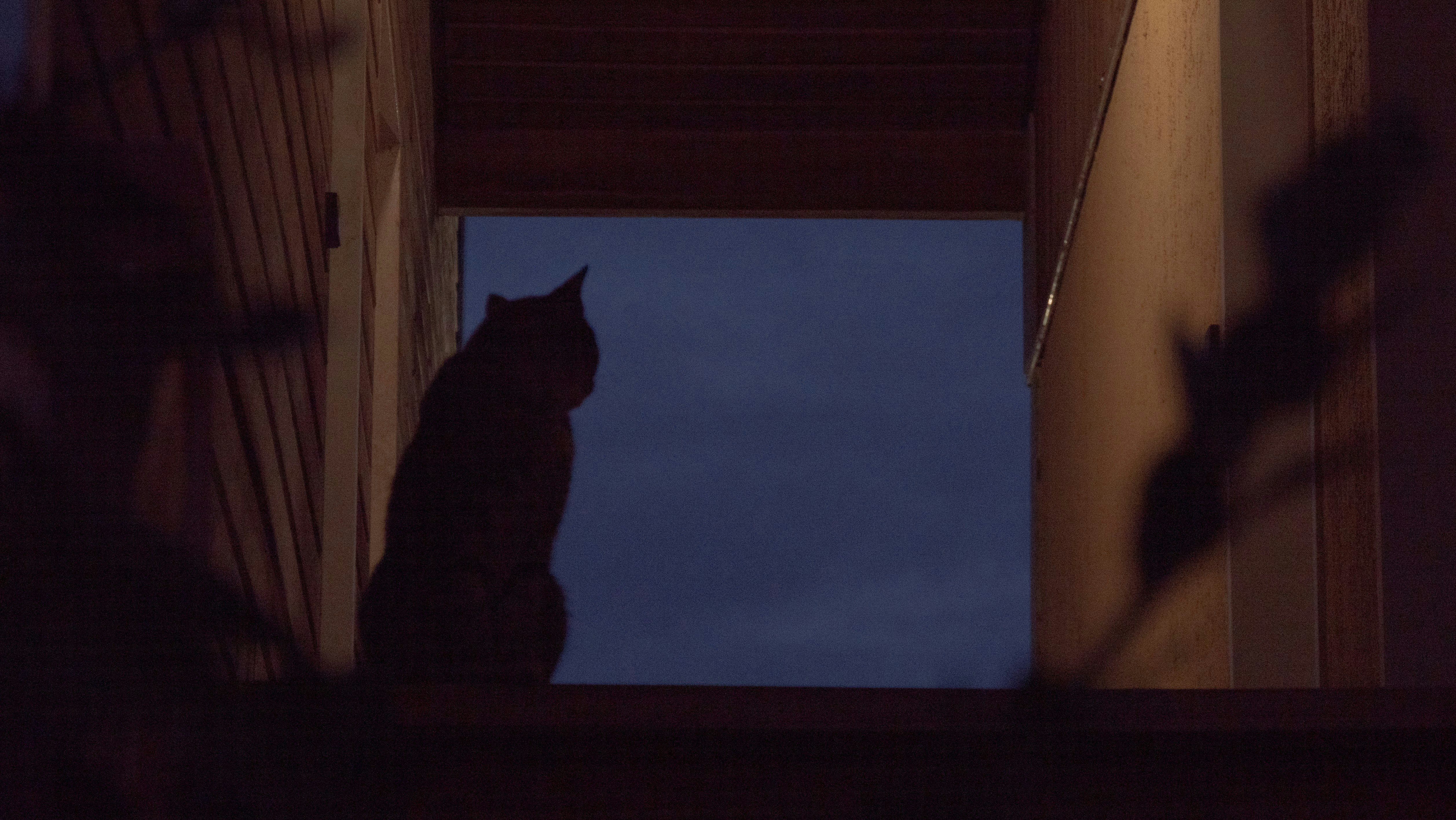 black cat on window during daytime